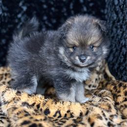 Snickers - Orange sable male Pomeranian puppy in Greenville, Georgia from Breezy Hill Poms