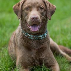 Chesapeake Bay Retrievers from Topwater Chesapeakes