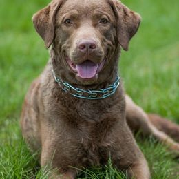 Chesapeake Bay Retrievers from Topwater Chesapeakes