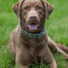 Chesapeake Bay Retrievers from Topwater Chesapeakes