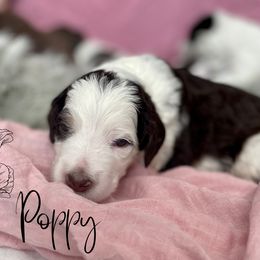 Bernedoodle and Poodle Puppies from Salty Standards
