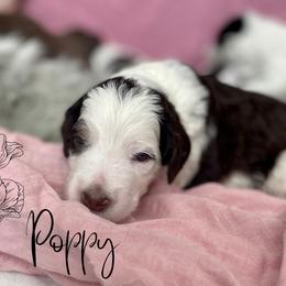 Bernedoodle and Poodle Puppies from Salty Standards