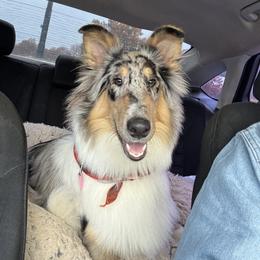 Collie and Yorkshire Terrier All Grown Up from Puppy Dog City