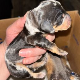 Angus - Dapple male Dachshund puppy in Bruceton, Tennessee from Dachshund Dreams