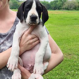 Jesse - Black and white Great Dane puppy in Cleburne, Texas from Nick and Megan's Danes