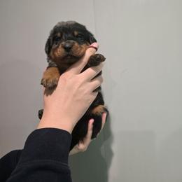 Burgundy - Harlequin female Beauceron puppy in Batavia, New York from Oakland Beaucerons