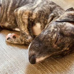 Hattie - Whippet puppy from Smithfield Park