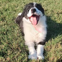 Spot-ABCA - Black and white male Border Collie puppy in Bixby, Oklahoma from Bond Border Collies