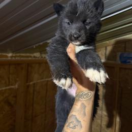 Princess - Black and white female Siberian Husky puppy in Uhland, Texas from Siberian Huskies