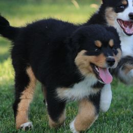 Miniature American Shepherd puppies from Rust Belt Farms