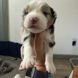 Brown - Blue merle male Australian Shepherd puppy in Oneida, Tennessee from Miller's Legacy Natural Australian Shepherds - Full Tails & Dewclaws!