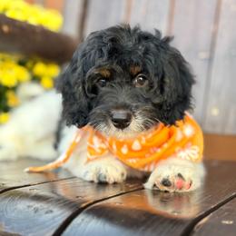Hope - Tri-color female Bernedoodle puppy in Wickenburg, Arizona from Houskerville Doodles