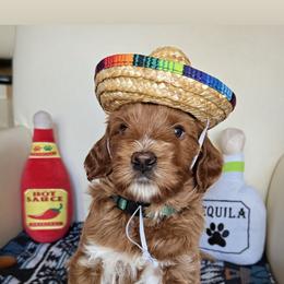 Rio - Red  male Goldendoodle puppy in Pine Grove, California from Lundee Doodles