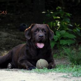 Labrador Retriever All Grown Up from EverOak Labradors