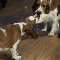 Welsh Springer Spaniel Puppies from Statesman Welsh Springer Spaniels