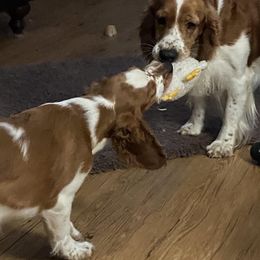 Welsh Springer Spaniel Puppies from Statesman Welsh Springer Spaniels