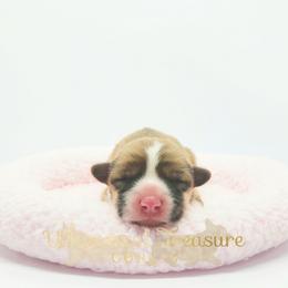 Maddy - Red female Pembroke Welsh Corgi puppy in Hickory, North Carolina from Whimsical Treasure Corgis