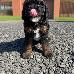 Detroit - Phantom male Goldendoodle puppy in from Pink Poodles and Doodles