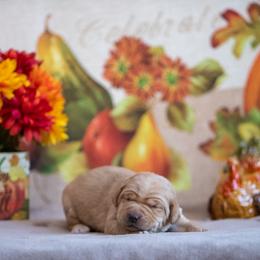 Labrador Retriever Puppies from Sun Ridge Labradors