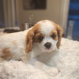 Cavalier King Charles Spaniel and Shih Tzu Puppies from Nashell Lynem