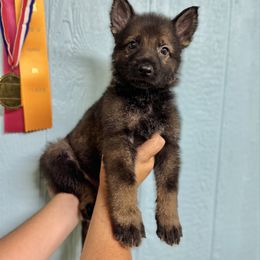 Garmr - Purple boy - Sable male German Shepherd puppy in Oakley, California from Von Guadachi German Shepherds & Audacity Border Collies