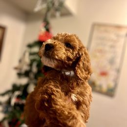 Scrooge - Parti Goldendoodle puppy in Bluefield, Virginia from Love on a Leash