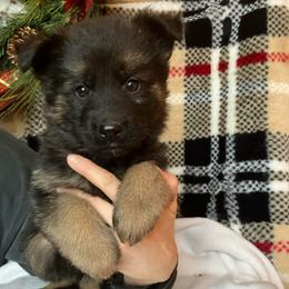 Blizzard - Black and tan male German Shepherd puppy in Walla Walla, Washington from Silver Knight Shepherds