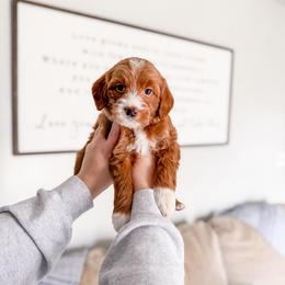 Coldbranch - Red  female Goldendoodle puppy in Greencastle, Indiana from Willow & Co.