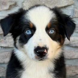 Dolly - Black tri female Miniature Australian Shepherd puppy in Cunningham, Tennessee from Copper Creek Aussies