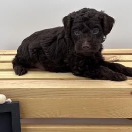 Petty - Chocolate male Goldendoodle puppy in Rising Sun, Indiana from Ruby Lane Doodles