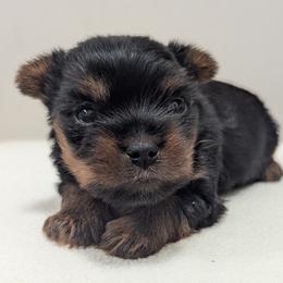 Cedar - Black and tan male Yorkshire Terrier puppy in Fortuna, California from Humboldt Cane Corso and Yorkies