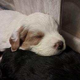 Millie - female Assorted Doodle Crosses puppy in Northumberland, Pennsylvania from Light and Life Doodles