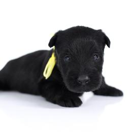 Sunshine - Black female Scottish Terrier puppy in Mount Joy, Pennsylvania from K&M Kennel