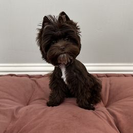 Yorkshire Terriers from Poshpaw Yorkies