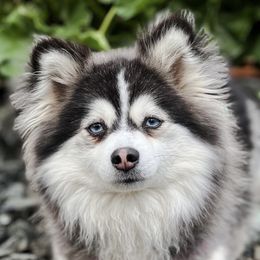 Athena - Pomsky