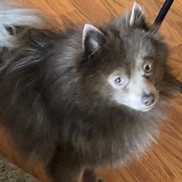 Pomeranians from Roxanne Lynch
