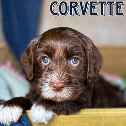 Corvette - Chocolate male Australian Labradoodle puppy in Decatur, Alabama from Southern Meadows Doodles