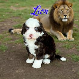 Lion - Brown and white male Bernedoodle puppy in Banner Elk, North Carolina from Walnut Tree Bernedoodles