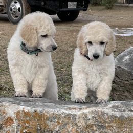 Poodles from Karing Hands Poodles