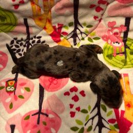 Back Dapple Male - Dapple male Dachshund puppy in Red Bud, Illinois from Midwest Miniature Dachshunds