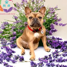 Delia - French Bulldog