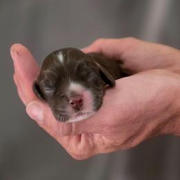 Fletcher - Brown male Cocker Spaniel puppy in Winston Salem, North Carolina from Cocker Cottage
