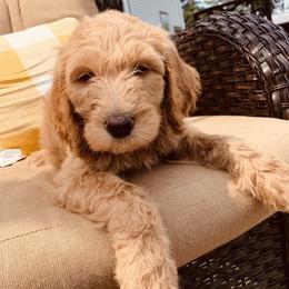 Goldendoodle Puppies from Perry Farm Doodles