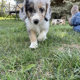 Aussiedoodle puppies from The Hoppers Back 40