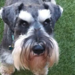 Miniature Schnauzers from Joloschnauzers