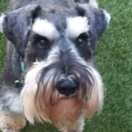 Miniature Schnauzers from Joloschnauzers