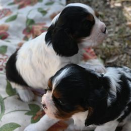 Cavalier King Charles Spaniel Puppies from Critter's Cottage Cavaliers
