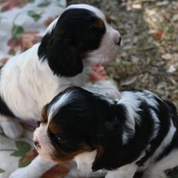 Cavalier King Charles Spaniel Puppies from Critter's Cottage Cavaliers
