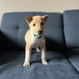 Pumpkin - Sable female Collie puppy in Provo, Utah from Cor Collies