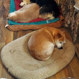 Pembroke Welsh Corgi Puppies from Rees Corgis
